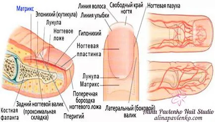 Nu unghiile respira Alina Pavlenko