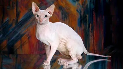 fotografii Sphynx pisica, pret, descriere rasa, caracter, video, pepiniere - murkote despre pisici și
