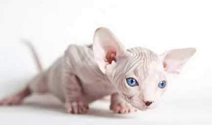Sphynx котка снимки, цена, описание порода, характер, видео, детски ясли - murkote за котки и