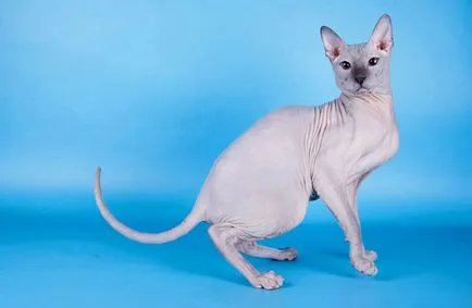 Sphynx котка снимки, цена, описание порода, характер, видео, детски ясли - murkote за котки и