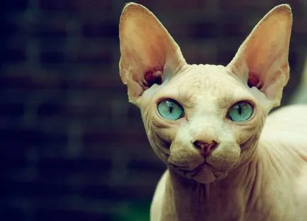Sphynx котка снимки, цена, описание порода, характер, видео, детски ясли - murkote за котки и