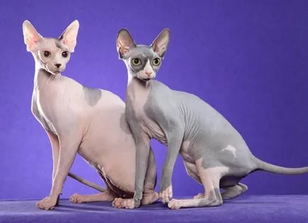 fotografii Sphynx pisica, pret, descriere rasa, caracter, video, pepiniere - murkote despre pisici și