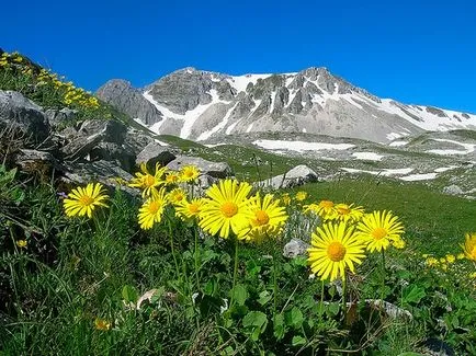 Doronicum - nepretențioasă, luminos, perene primăvară