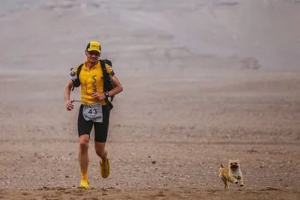 Extreme маратонец вземе бездомно куче, бягане с него през пустинята Гоби - интересно