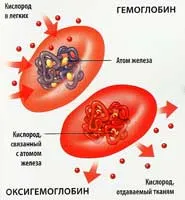 Червените кръвни клетки са в норма