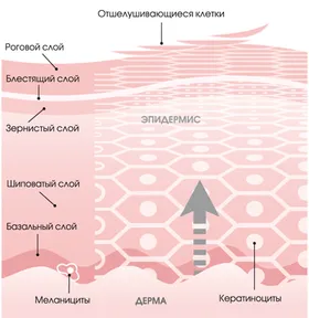 A felhám és az epidermális barrier