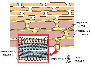 A felhám és az epidermális barrier