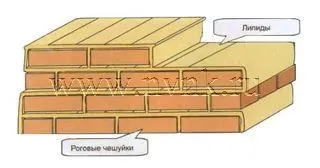 A felhám és az epidermális barrier