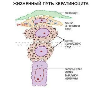 Epidermă și bariera epidermica