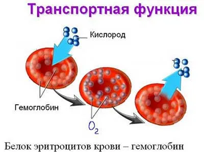 Червените кръвни клетки са в норма