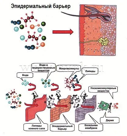 A felhám és az epidermális barrier