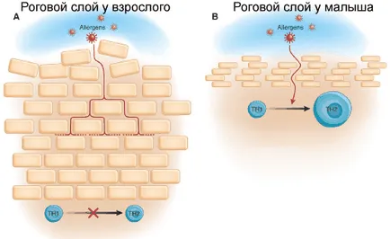 A felhám és az epidermális barrier