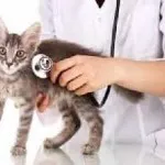 Farmazin за котки Инструкции за употреба и цена, ревюта, аналози, където ударите с нож и как да се направи един изстрел