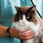 Farmazin pentru instrucțiuni pisici de utilizare, preț, recenzii, analogi în cazul în care înjunghierea și cum să facă o lovitură