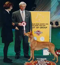 Faraon Hound (Pharaoh Hound) - cîini primitivi - Rase de caini Ogari forum