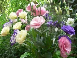 Eustoma grandiflorum sau lisianthus Russell