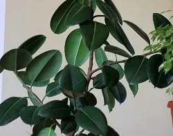 Ficus Еластика нулира листата пожълтяват и покрити с петна