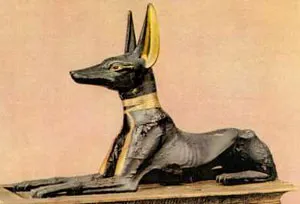 Fáraókutya (Fáraókutya) - primitív kutyák - kutyafajták agarakkal fórum