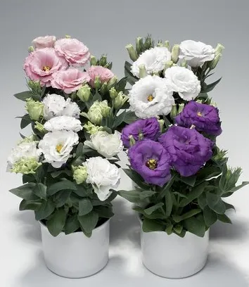 Eustoma grandiflorum sau lisianthus Russell