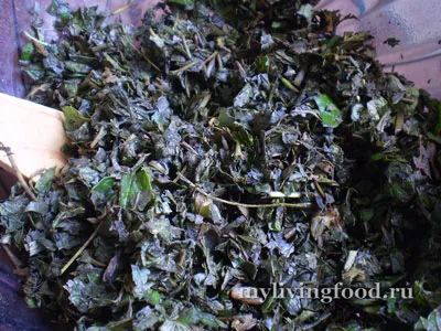 Fermentált tea zöldek és gyógynövények (fotó-guide)