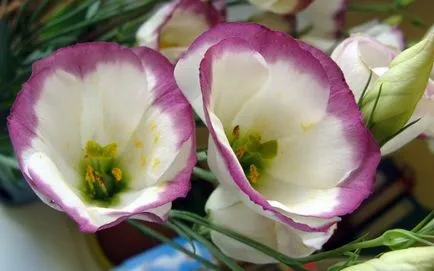 Eustoma grandiflorum vagy lisianthus Russell