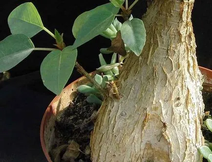 fotografii Ficus natasha și de reproducere, se ingalbenesc si cad de pe frunze, ce să facă în cazul în picături frunze ca