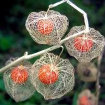 Physalis - finom bogyó a „kínai lámpás”