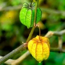 Physalis - finom bogyó a „kínai lámpás”