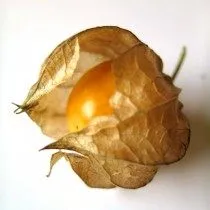 Physalis - finom bogyó a „kínai lámpás”