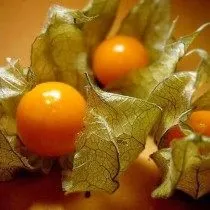 Physalis - finom bogyó a „kínai lámpás”