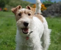 Foxterrier, a nagy vadász