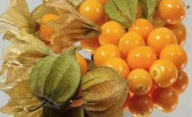 Physalis (ананас, ягода, разсад) отглеждане и поддръжка, че тя е като расте