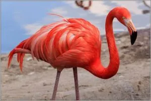 Flamingo - Crimson apus de soare pasăre, un simbol al grație și frumusețe - coadă biciclete