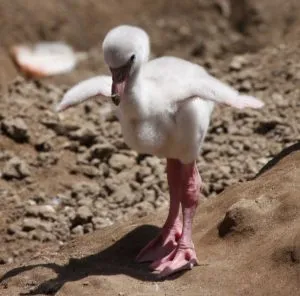 Flamingo - bíbor naplemente madár, jelképe a kegyelem és a szépség - farkú kerékpárok