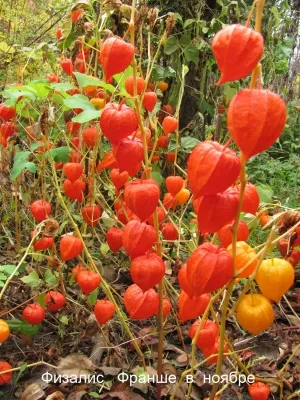 Physalis - un fruct gastronomic