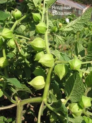 Physalis - egy ínyenc bogyó