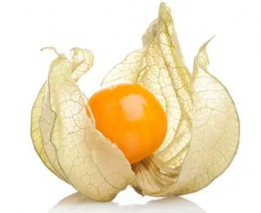 Physalis (ананас, ягода, разсад) отглеждане и поддръжка, че тя е като расте