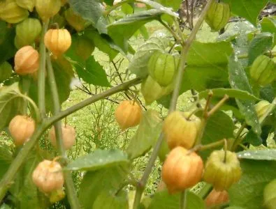 Physalis (ананас, ягода, разсад) отглеждане и поддръжка, че тя е като расте