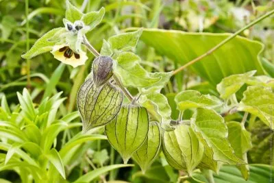 Physalis (ананас, ягода, разсад) отглеждане и поддръжка, че тя е като расте