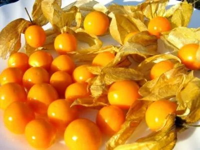 Physalis (ананас, ягода, разсад) отглеждане и поддръжка, че тя е като расте