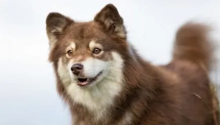 Finn Lapphund fotó, fajta leírás, jellemzők