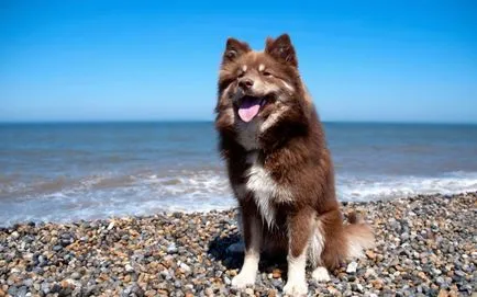 Finn Lapphund (suomenlapinkoyra finn Laika Loparskaya) fajtaleírás, karbantartás és gondozás (