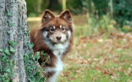 Finn Lapphund (suomenlapinkoyra finn Laika Loparskaya) fajtaleírás, karbantartás és gondozás (