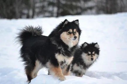 Finlandeză Lapphund (suomenlapinkoyra finlandeză Laika Loparskaya) rasa standard de întreținere și îngrijire (