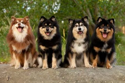 Finlandeză Lapphund (suomenlapinkoyra finlandeză Laika Loparskaya) rasa standard de întreținere și îngrijire (