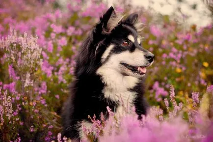 Finlandeză Lapphund (suomenlapinkoyra finlandeză Laika Loparskaya) rasa standard de întreținere și îngrijire (