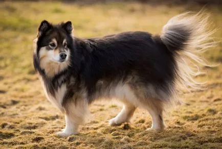 Finlandeză Lapphund (suomenlapinkoyra finlandeză Laika Loparskaya) rasa standard de întreținere și îngrijire (