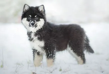 Finn Lapphund (suomenlapinkoyra finn Laika Loparskaya) fajtaleírás, karbantartás és gondozás (