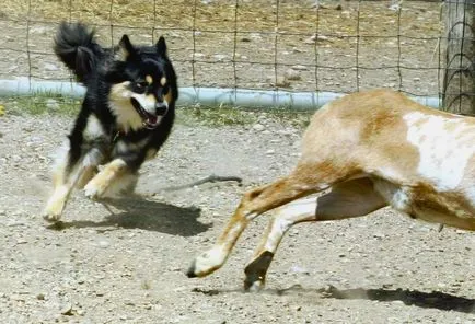 Finn Lapphund (suomenlapinkoyra finn Laika Loparskaya) fajtaleírás, karbantartás és gondozás (