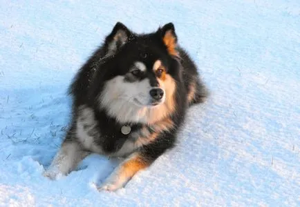 Finlandeză Lapphund (suomenlapinkoyra finlandeză Laika Loparskaya) rasa standard de întreținere și îngrijire (